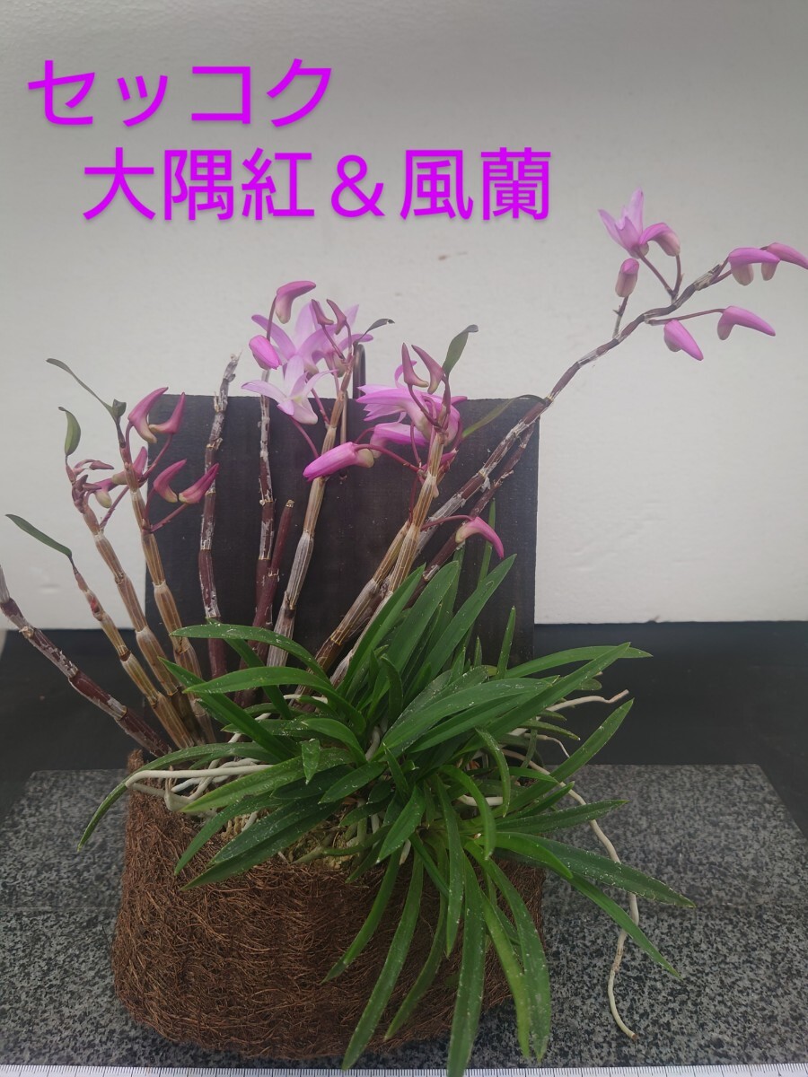 セッコク 風蘭【大隅紅&風蘭着生】只今開花中!風蘭交配種 風蘭 セッコク 風蘭【大隅紅&風蘭着生】只今開花中!風蘭交配種 風蘭