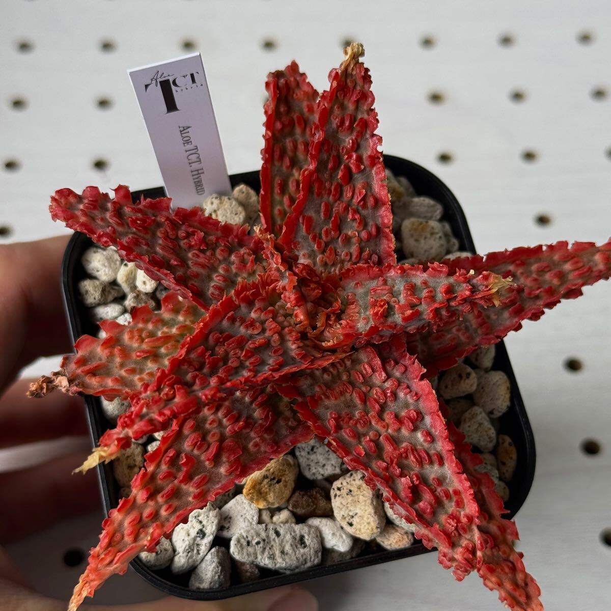 タグ付き TCT アロエ 多肉植物 Aloe hybrid 76(アロエ)|売買 タグ付き TCT アロエ 多肉植物 Aloe hybrid 76(アロエ)|売買