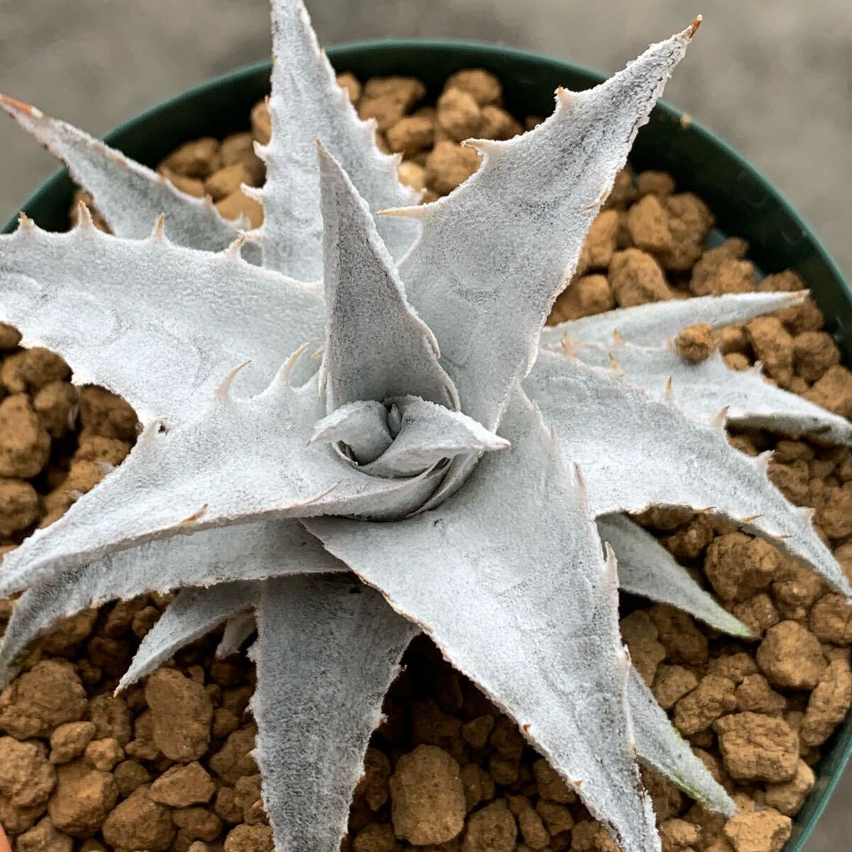 Encholirium pedicellatum エンコリリウム ペティセラタム Encholirium pedicellatum エンコリリウム ペティセラタム