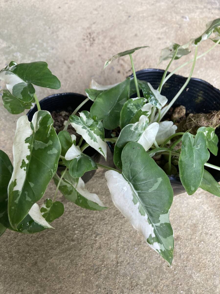 アロカシア 斑入り 2株セット Alocasia odora variegata