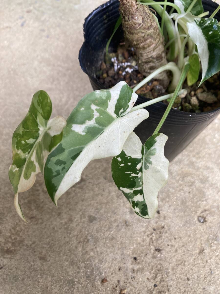 アロカシア 斑入り 2株セット Alocasia odora variegata