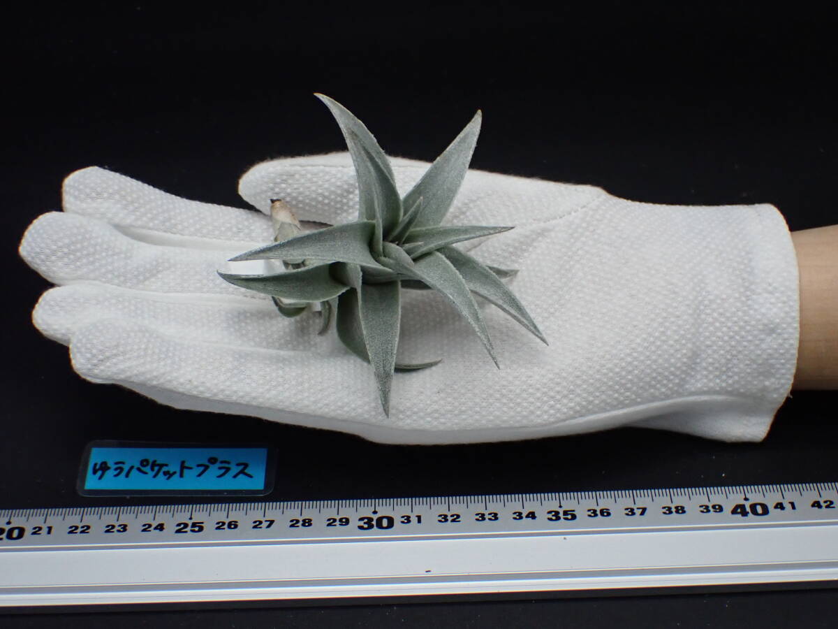 Tillandsia edithae Silver form チランジア・エディシアエ Tillandsia edithae Silver form チランジア・エディシアエ