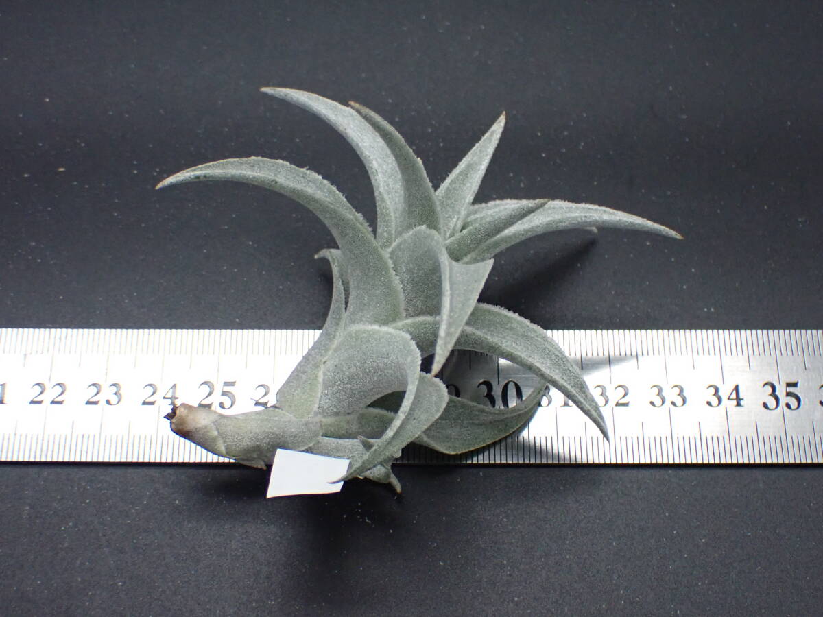 Tillandsia edithae Silver form チランジア・エディシアエ Tillandsia edithae Silver form チランジア・エディシアエ