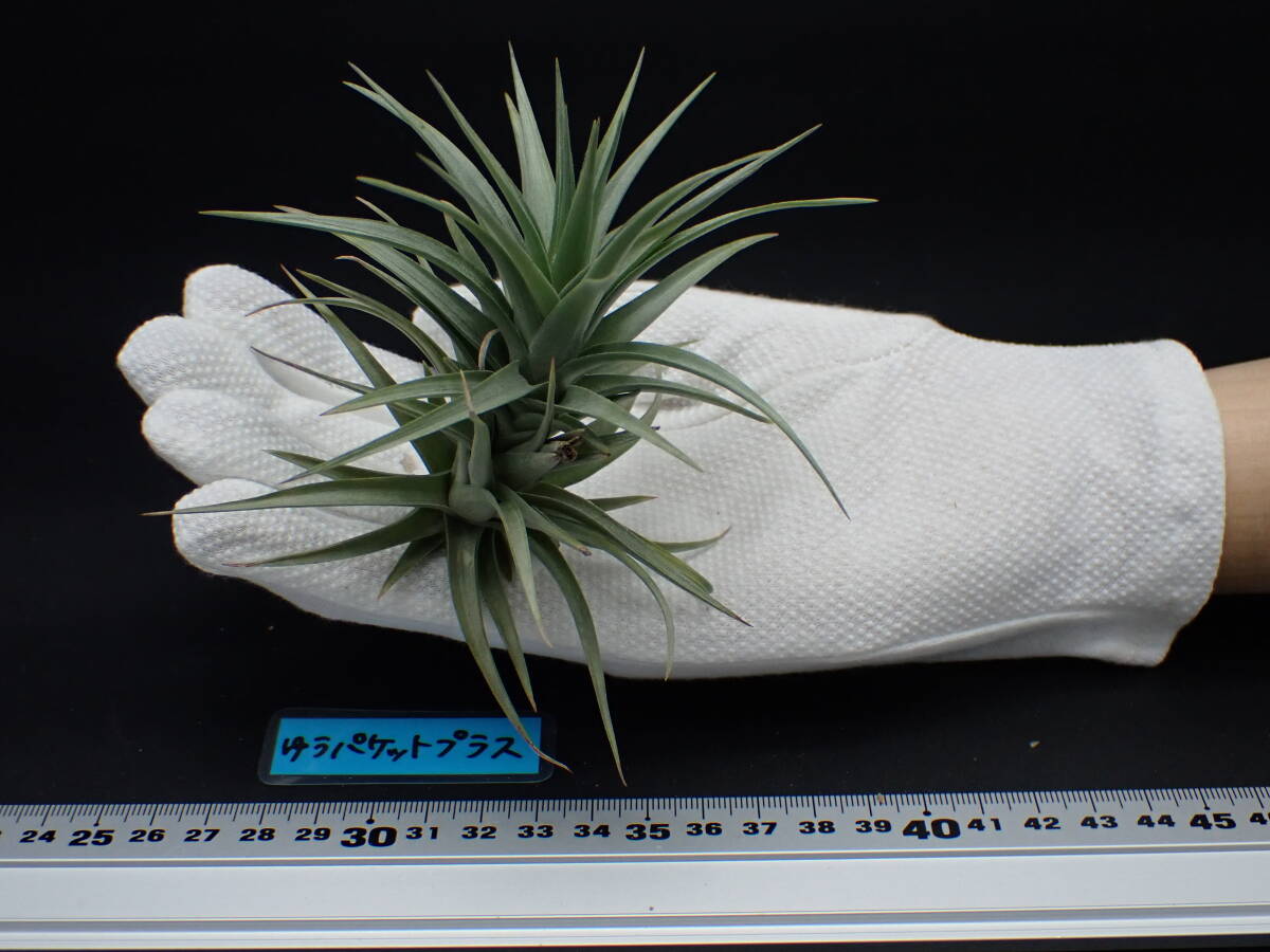 Tillandsia aeranthos MidnightBlueFlower form チランジア Tillandsia aeranthos MidnightBlueFlower form チランジア