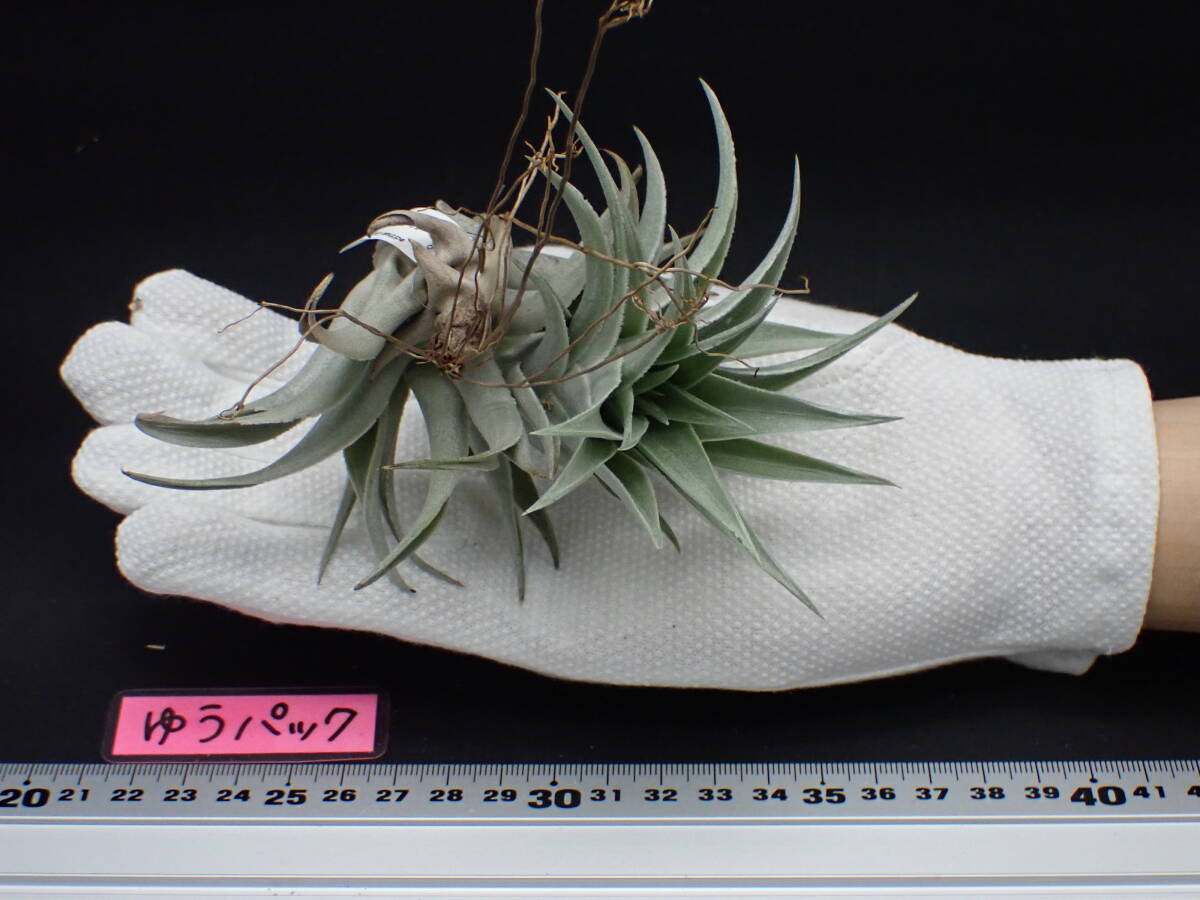 Tillandsia edithae Large Green form チランジア・エディシアエ Tillandsia edithae Large Green form チランジア・エディシアエ