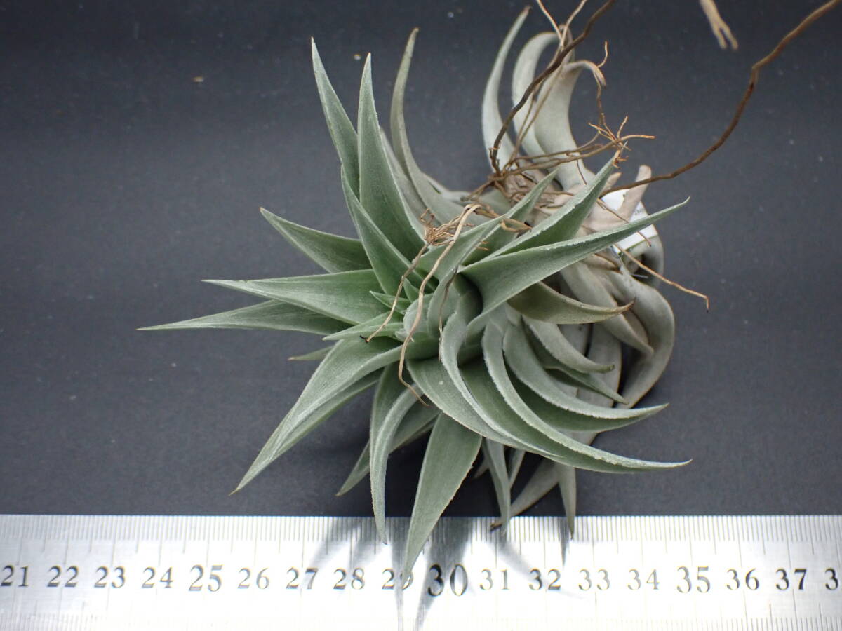 Tillandsia edithae Large Green form チランジア・エディシアエ Tillandsia edithae Large Green form チランジア・エディシアエ