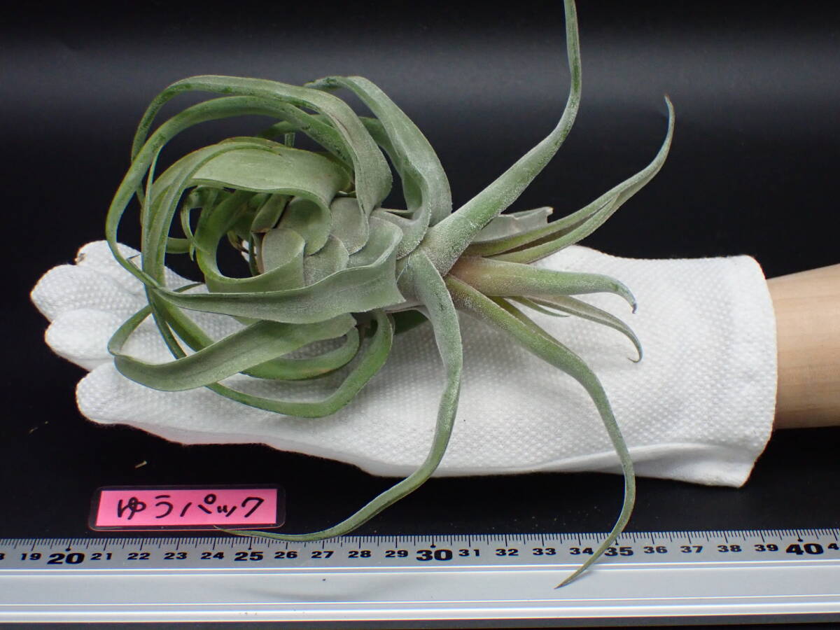 Tillandsia streptophylla チランジア・ストレプトフィラ 38058 Tillandsia streptophylla チランジア・ストレプトフィラ 38058