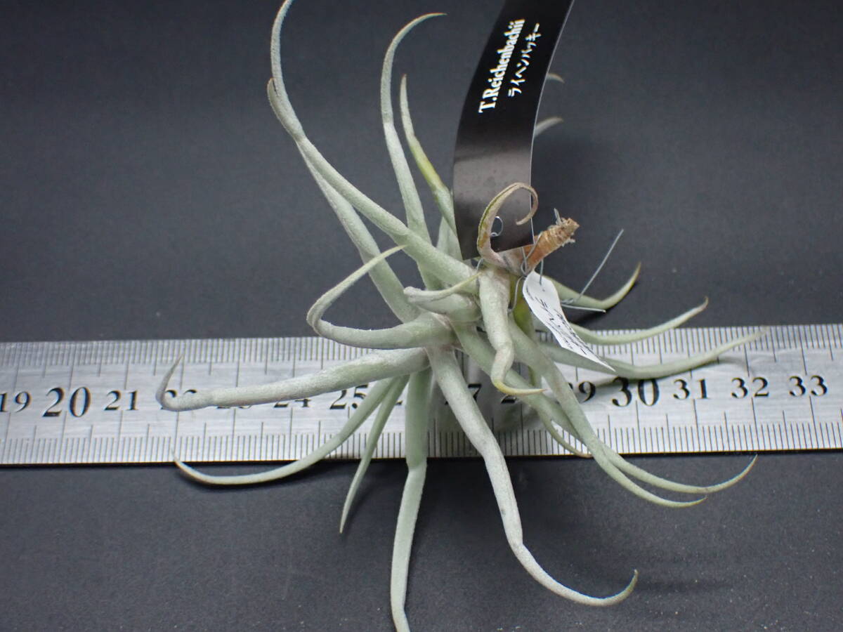 Tillandsia reichenbachii チランジア・ライヘンバッキー 44571
