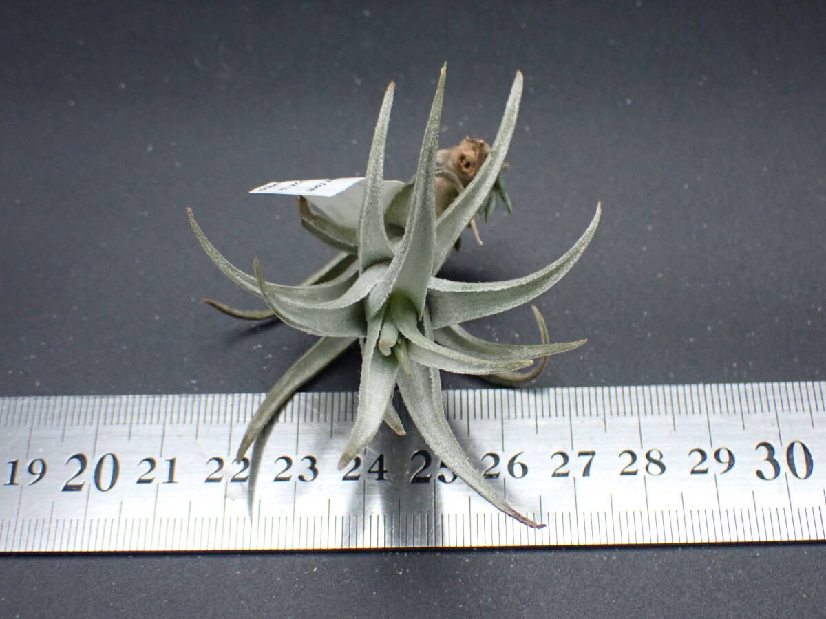 Tillandsia Barfussii 速達発送 Yahoo!オークション - KN 1円 ティランジア バルフシー（TILLANDSIA