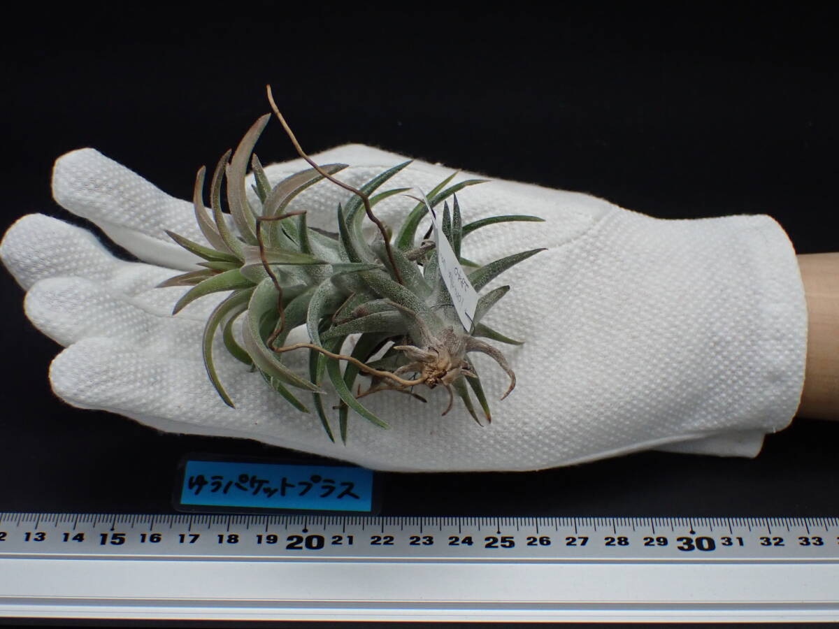 Tillandsia ionantha v.vanhyningii チランジア・イオナンタ Tillandsia ionantha v.vanhyningii チランジア・イオナンタ