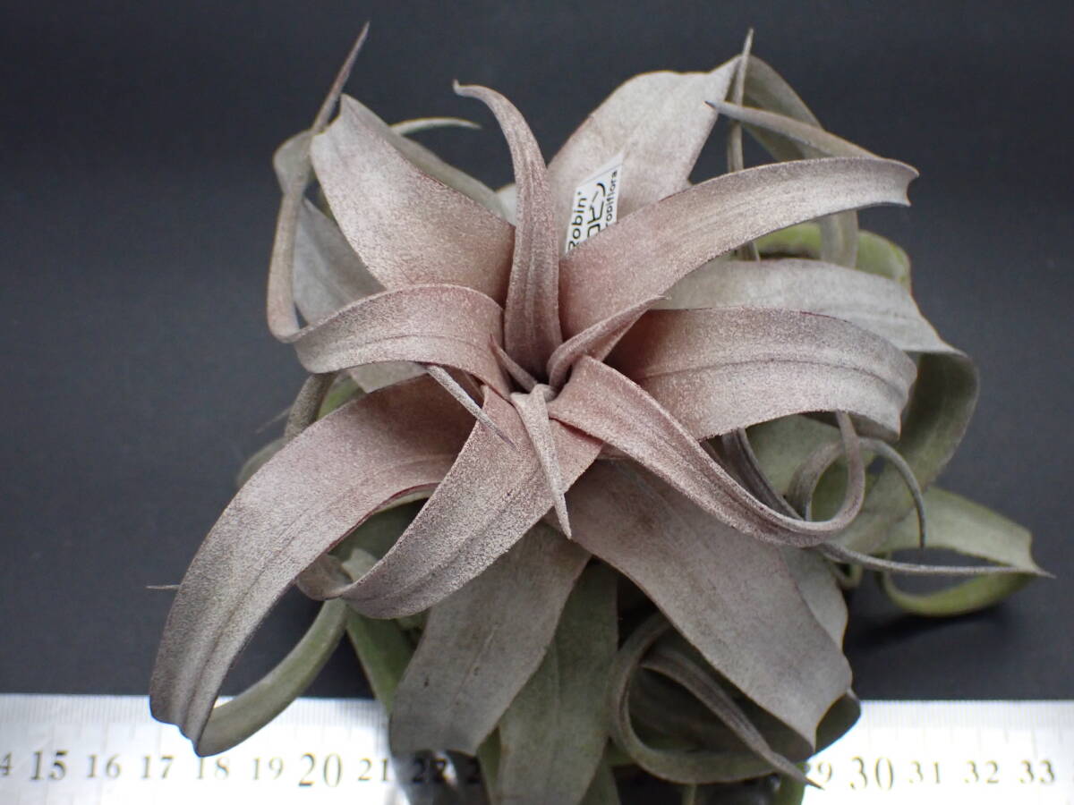 Tillandsia 'Red Robin' チランジア レッドロビン 37606☆エア Tillandsia 'Red Robin' チランジア レッドロビン 37606☆エア