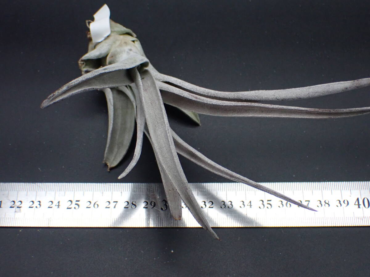 Tillandsia chiapensis Giant form multi bract チランジア Tillandsia chiapensis Giant form multi bract チランジア