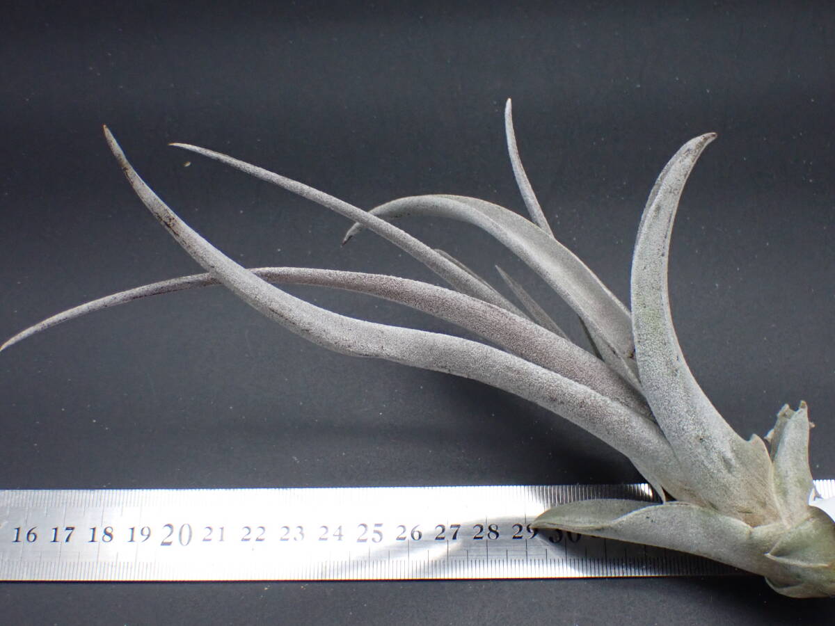 Tillandsia chiapensis Giant form multi bract チランジア Tillandsia chiapensis Giant form multi bract チランジア