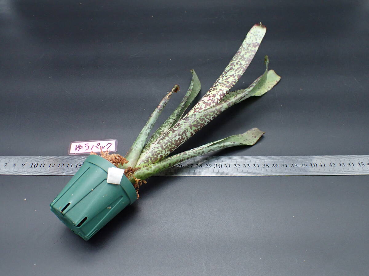 ５５％以上節約 Tillandsia brenneri 44640□エアプランツ チランジア・ブレネリ ブロメリア・エアープランツ