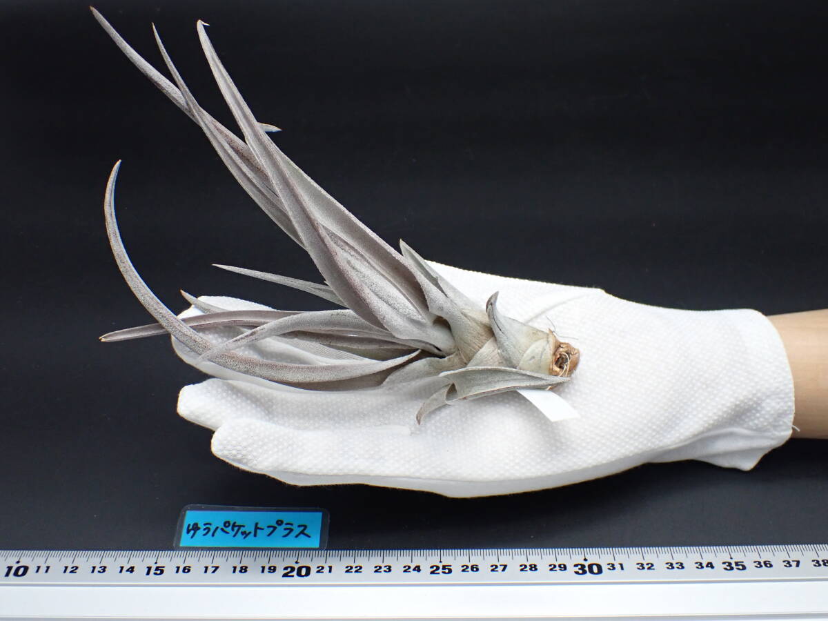 Tillandsia chiapensis Giant form multi bract チランジア Tillandsia chiapensis Giant form multi bract チランジア