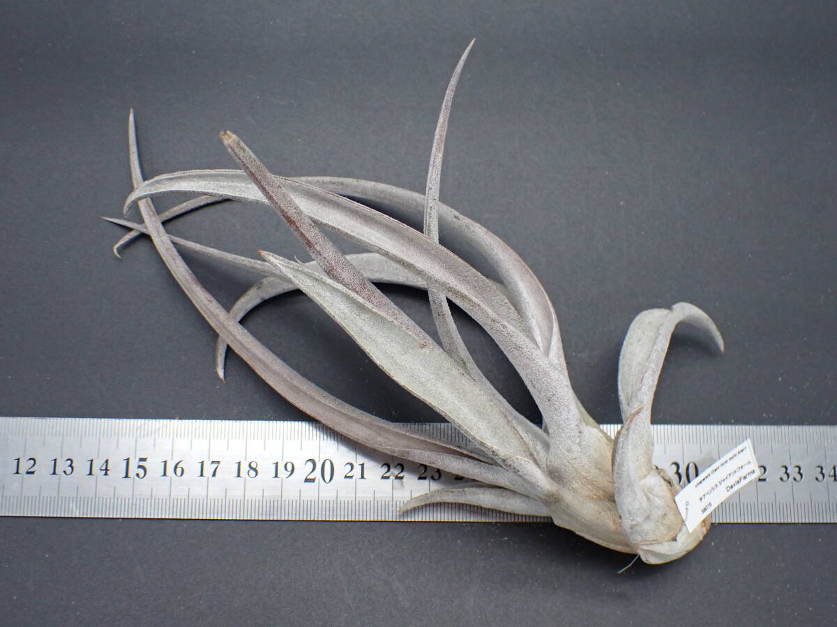 Tillandsia chiapensis Giant form multi bract チランジア Tillandsia chiapensis Giant form multi bract チランジア