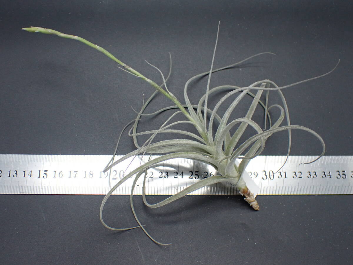 Tillandsia straminea 'Dwarf' チランジア・ストラミネア Tillandsia straminea 'Dwarf' チランジア・ストラミネア