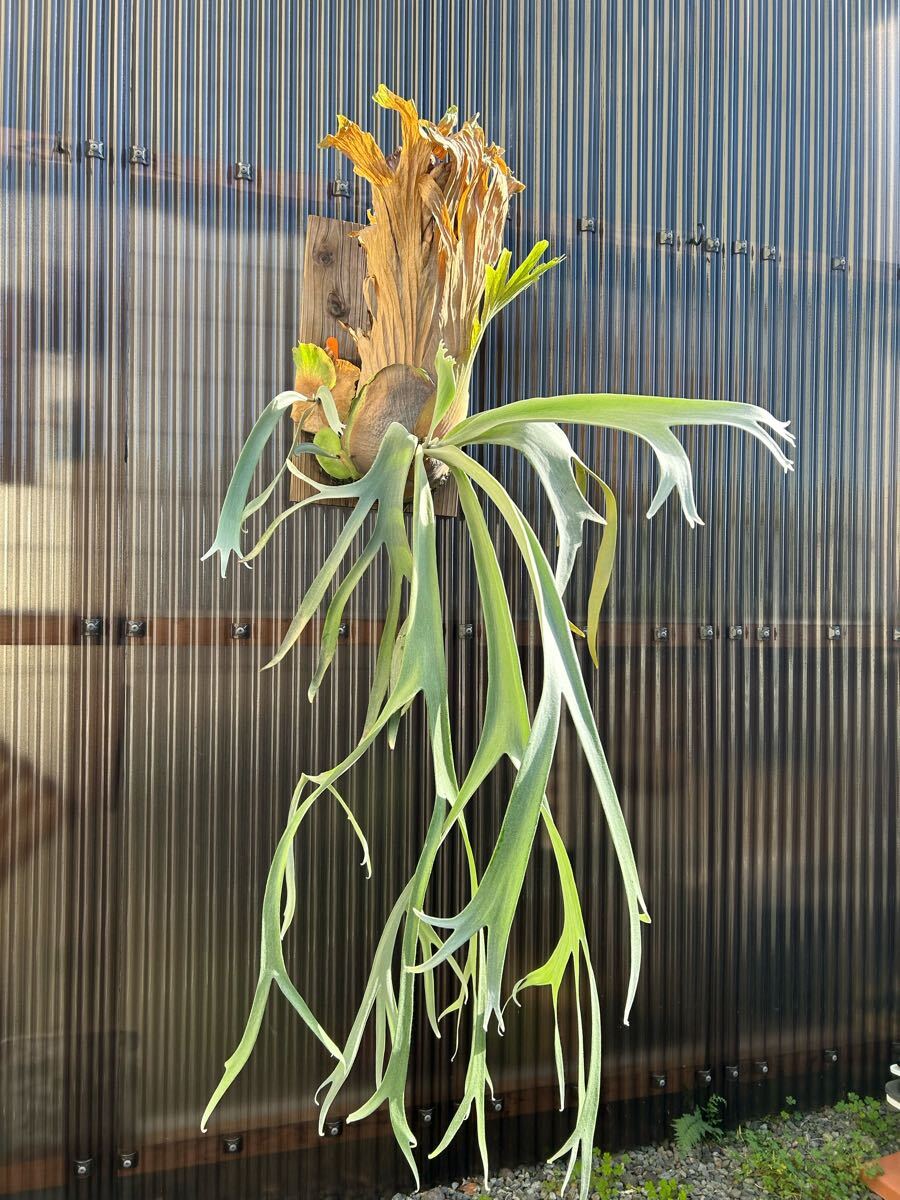 P.willinckii ウィリンキー wide From east Java 白系統 ジャワ P.willinckii ウィリンキー wide From east Java 白系統 ジャワ