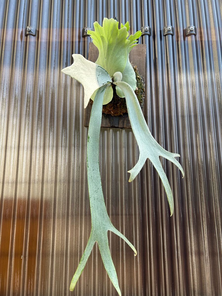 P.willinckii ウィリンキー wide From east Java 白系統 ジャワ P.willinckii ウィリンキー wide From east Java 白系統 ジャワ