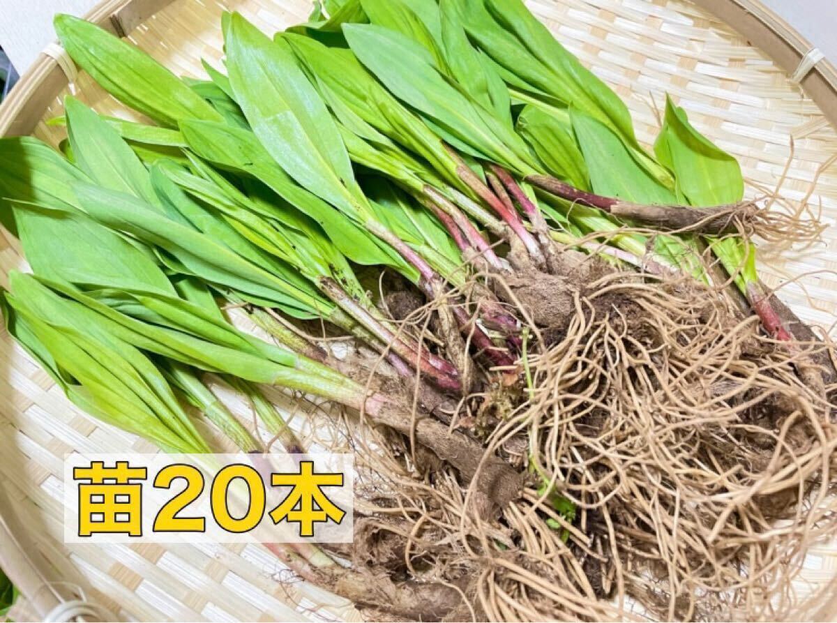 北海道産 行者にんにく 苗20本(山菜)|売買されたオークション 北海道産 行者にんにく 苗20本(山菜)|売買されたオークション