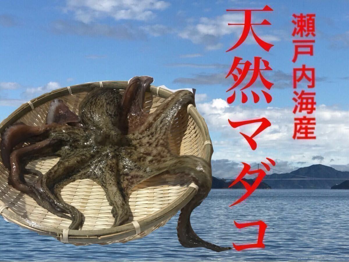 愛媛県産 瀬戸內(nèi)海産 天然マダコ 活〆 -60℃ 急速冷凍 1匹 激安 タコ 內(nèi)臓抜き済み
