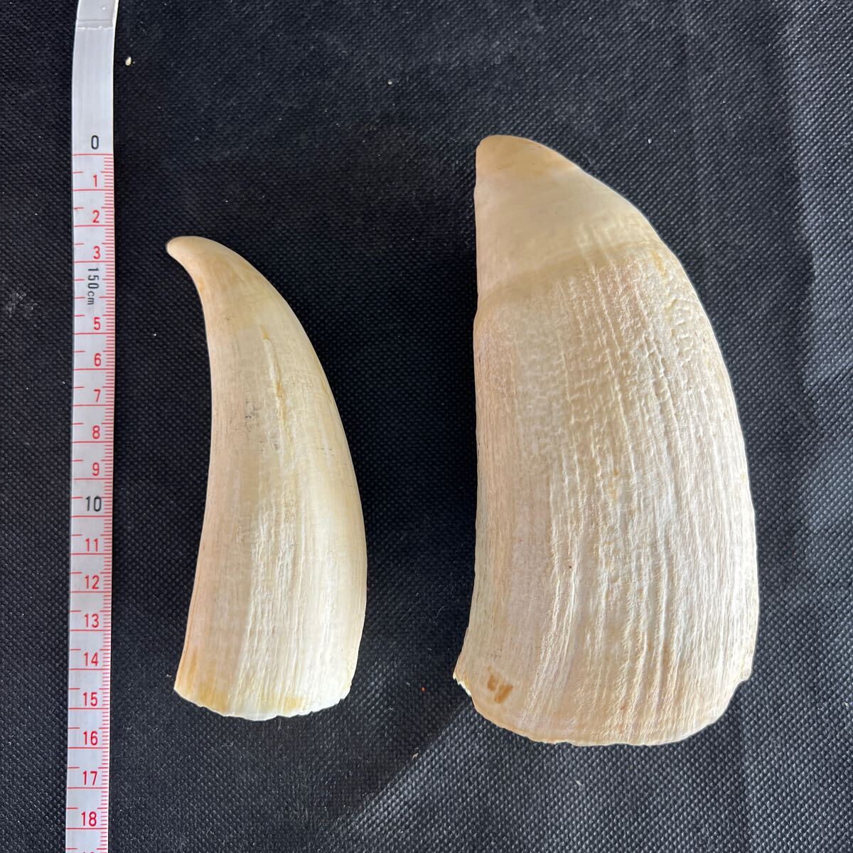 マッコウクジラの歯 2本セット 抹香鯨 歯 印材 牙 くじら 鯨 マッコウクジラの歯 2本セット 抹香鯨 歯 印材 牙 くじら 鯨