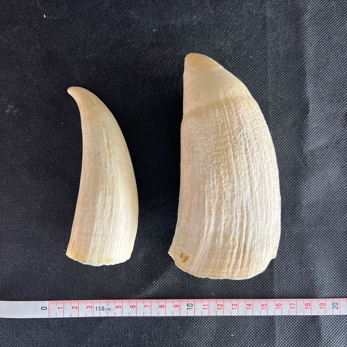 マッコウクジラの歯 2本セット 抹香鯨 歯 印材 牙 くじら 鯨 マッコウクジラの歯 2本セット 抹香鯨 歯 印材 牙 くじら 鯨
