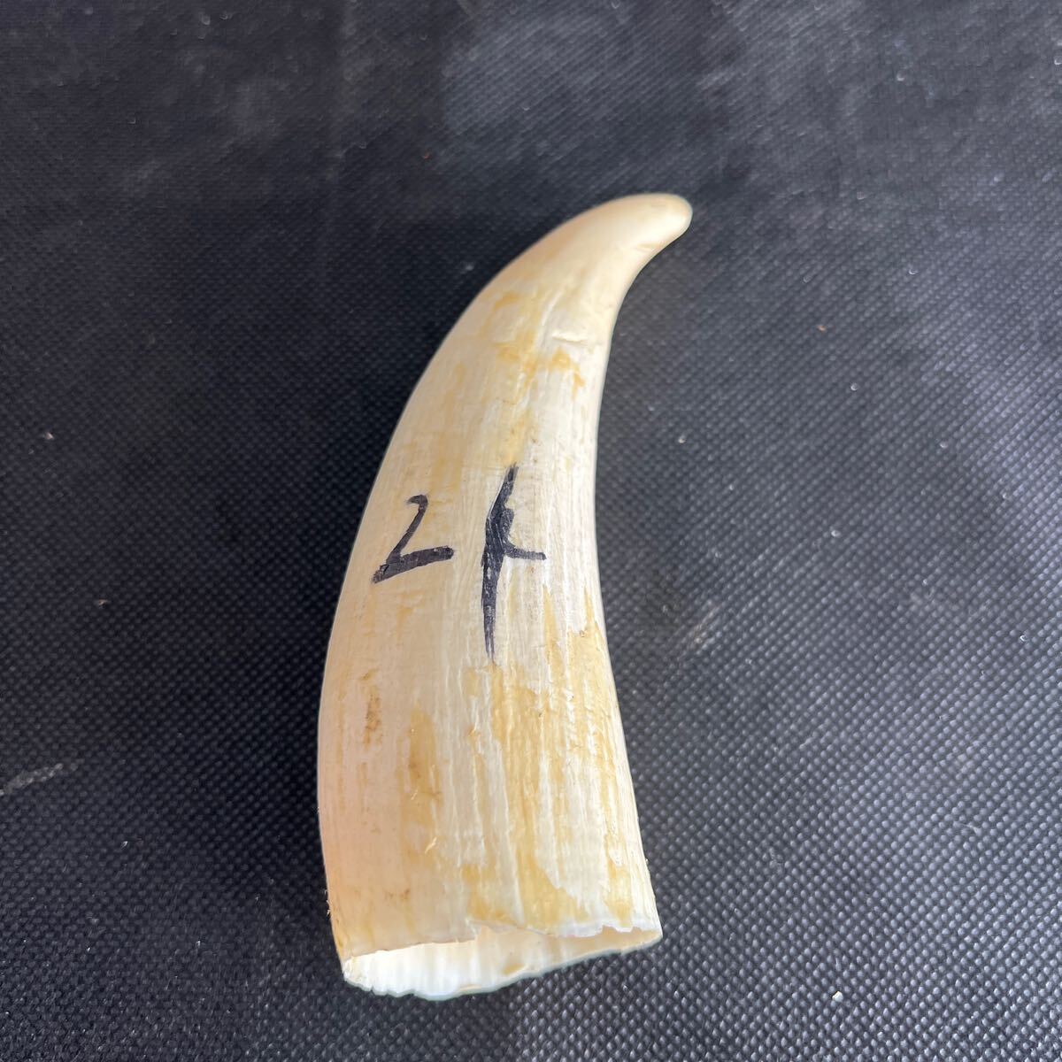マッコウクジラの歯 2本セット 抹香鯨 歯 印材 牙 くじら 鯨 マッコウクジラの歯 2本セット 抹香鯨 歯 印材 牙 くじら 鯨