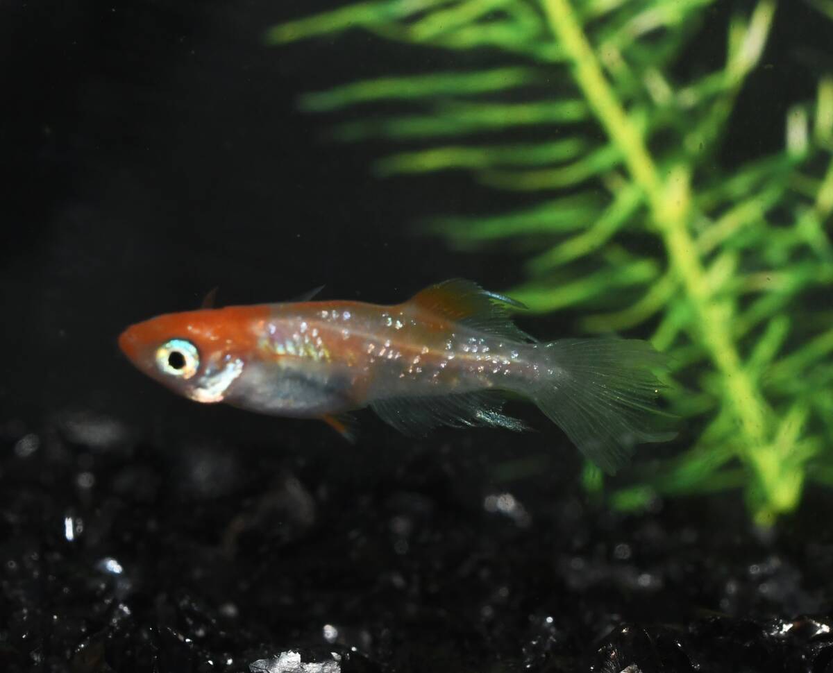 メダカファーム本陣】夢中めだか様直系 ハイビスカス 若魚1ペア