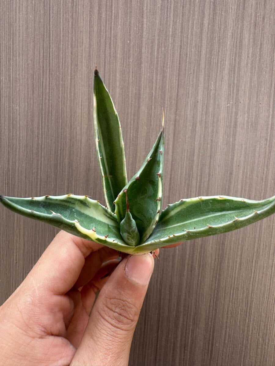 FJ Agave】q17アガベ ジェントリー ジョーズ 極上斑入り白覆輪錦 FJ Agave】q17アガベ ジェントリー ジョーズ 極上斑入り白覆輪錦