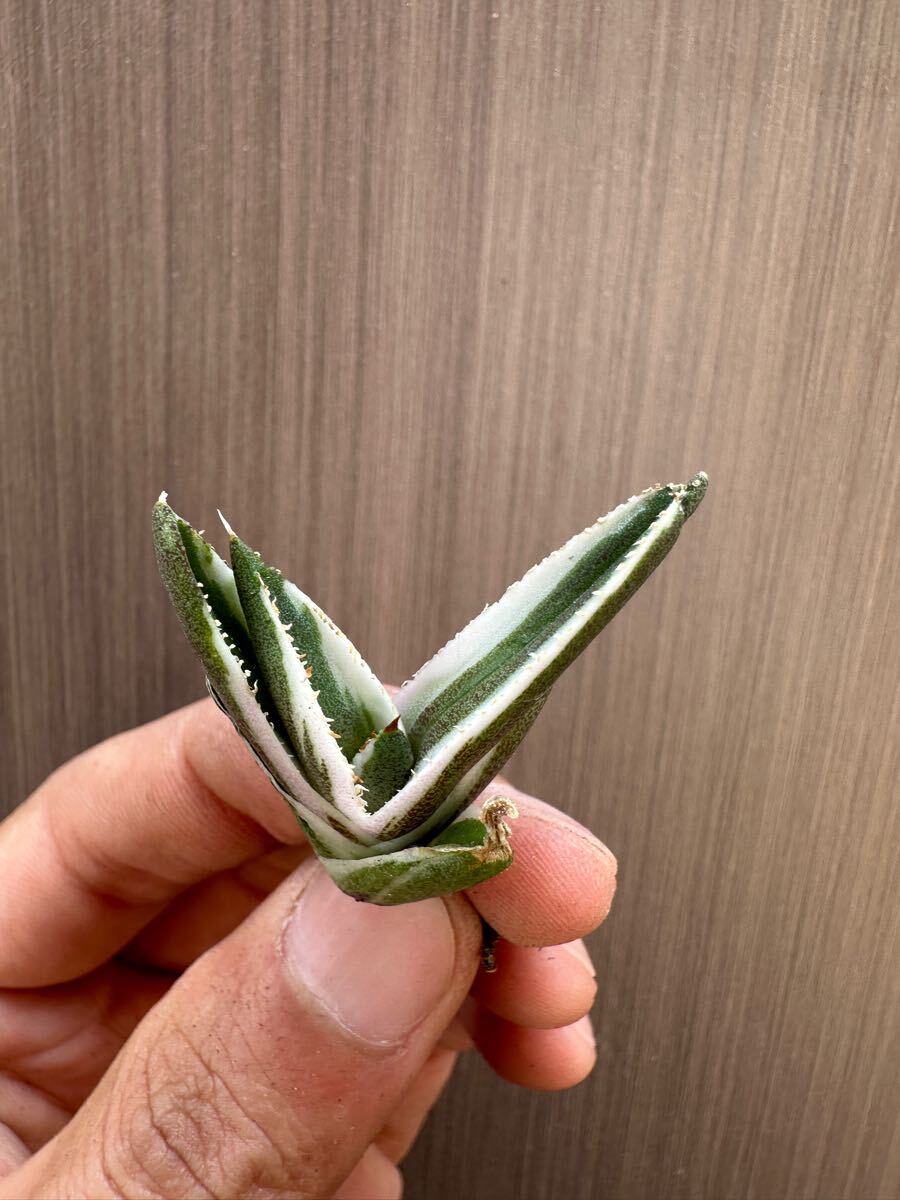 FJ Agave】q40アガベ チタノタ SSS級 Belgian hawkeye 鷹眼 貴重 FJ Agave】q40アガベ チタノタ SSS級 Belgian hawkeye 鷹眼 貴重