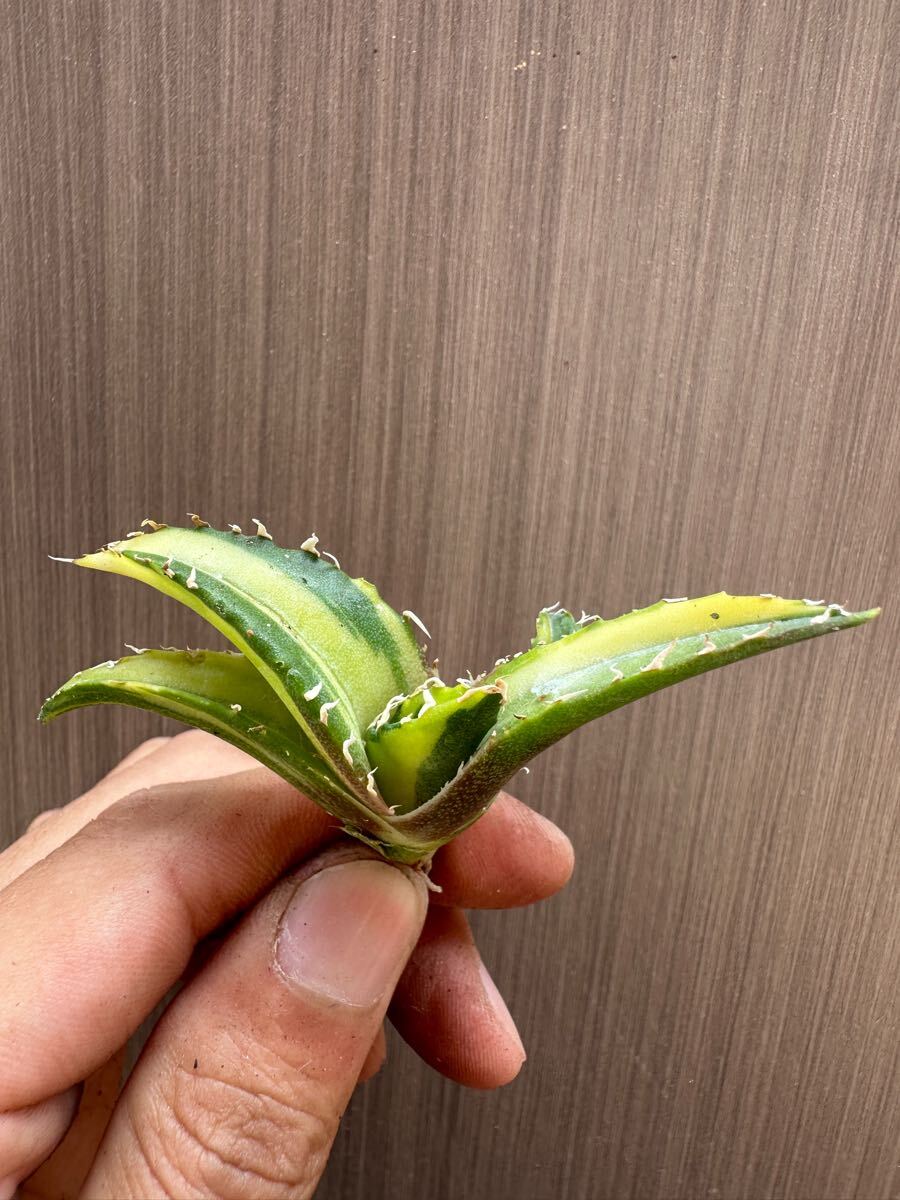 FJ Agave】q48アガベ チタノタ 白鯨錦 中斑錦 鮮明錦 (永久斑 FJ Agave】q48アガベ チタノタ 白鯨錦 中斑錦 鮮明錦 (永久斑