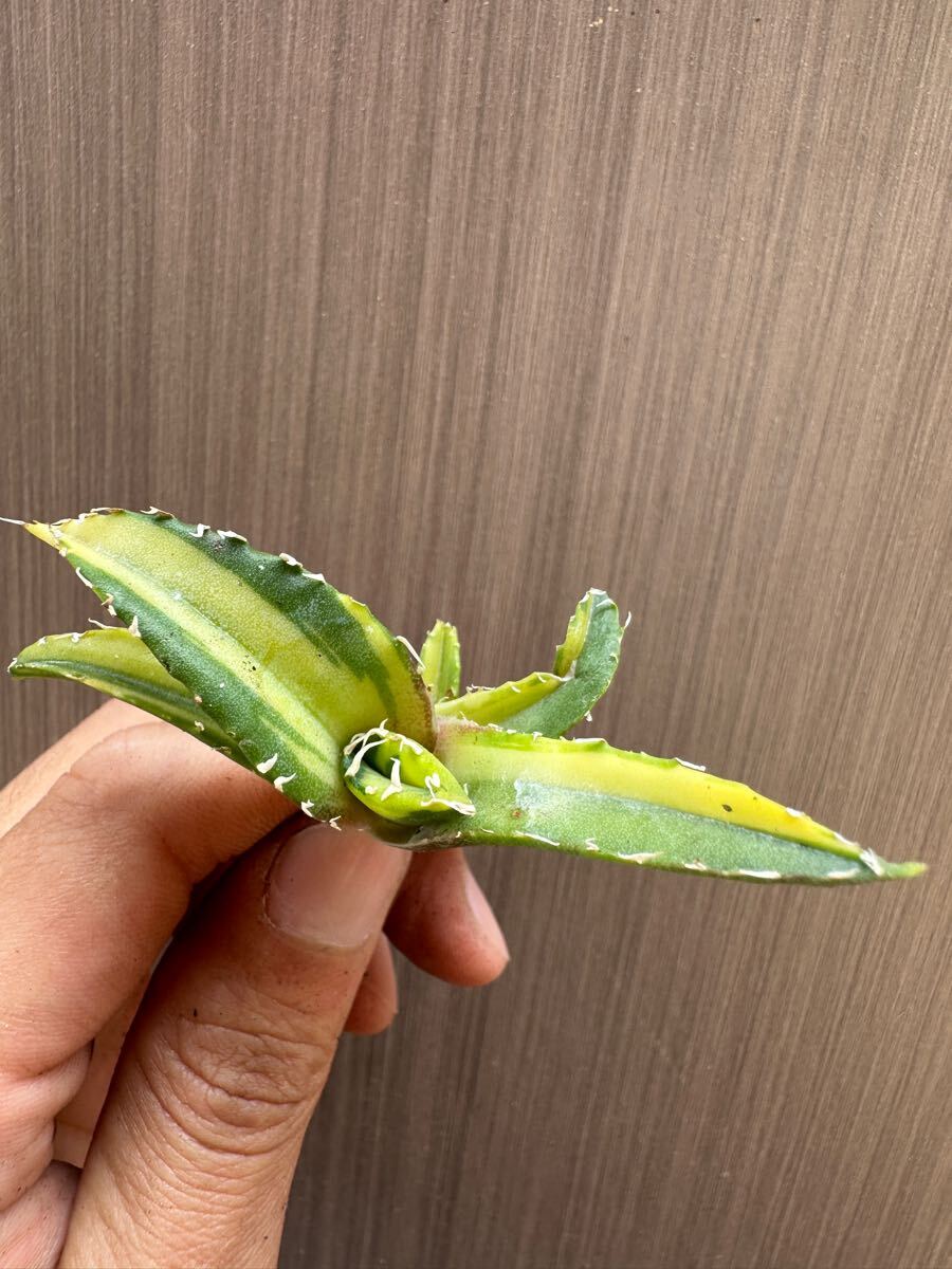 FJ Agave】q48アガベ チタノタ 白鯨錦 中斑錦 鮮明錦 (永久斑 FJ Agave】q48アガベ チタノタ 白鯨錦 中斑錦 鮮明錦 (永久斑