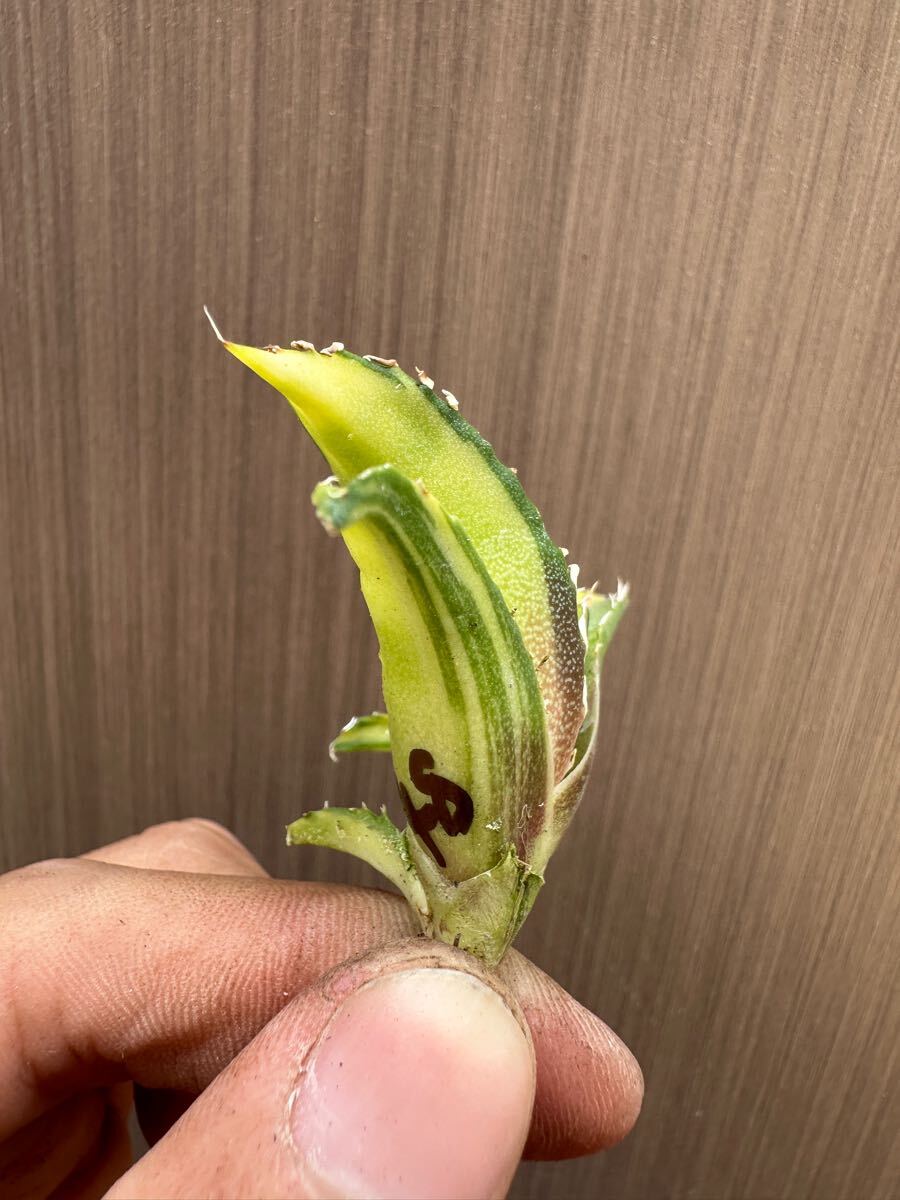 FJ Agave】q48アガベ チタノタ 白鯨錦 中斑錦 鮮明錦 (永久斑 FJ Agave】q48アガベ チタノタ 白鯨錦 中斑錦 鮮明錦 (永久斑