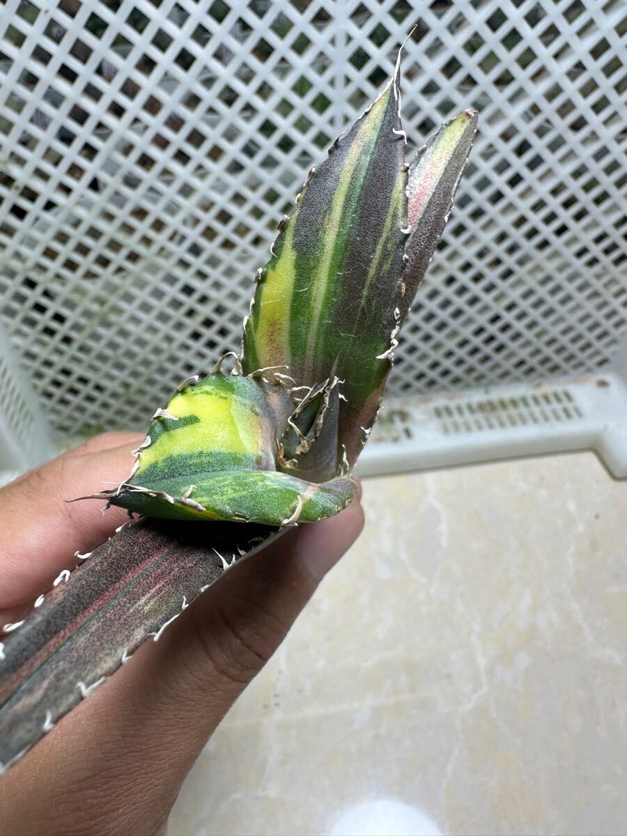FJ Agave】Z1アガベ チタノタ 白鯨錦 稿斑錦 鮮明錦 (永久斑 FJ Agave】Z1アガベ チタノタ 白鯨錦 稿斑錦 鮮明錦 (永久斑
