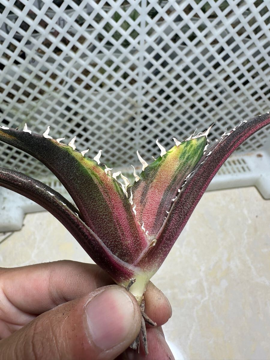 FJ Agave】Z1アガベ チタノタ 白鯨錦 稿斑錦 鮮明錦 (永久斑 FJ Agave】Z1アガベ チタノタ 白鯨錦 稿斑錦 鮮明錦 (永久斑