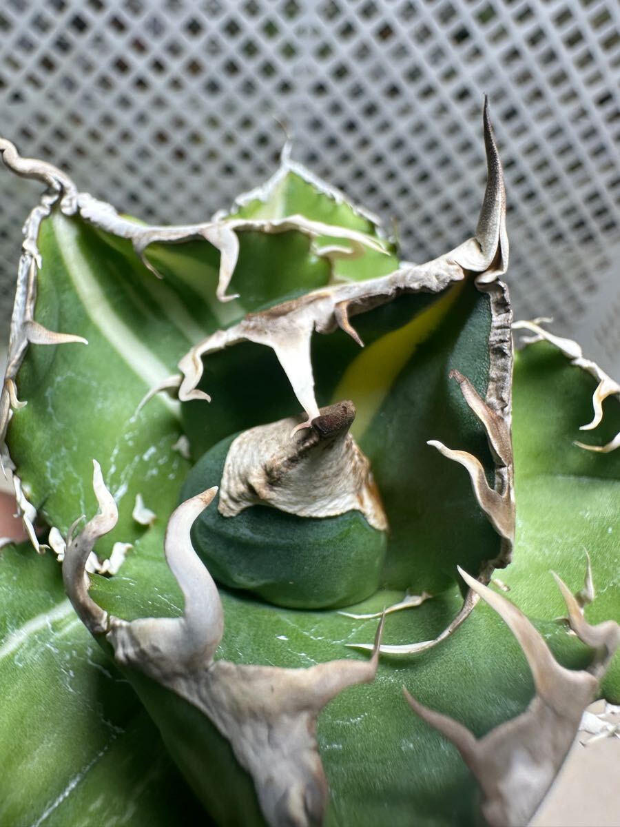FJ Agave】z59アガベ チタノタ南アフリカダイヤモンド錦 SAD 斑 FJ Agave】z59アガベ チタノタ南アフリカダイヤモンド錦 SAD 斑