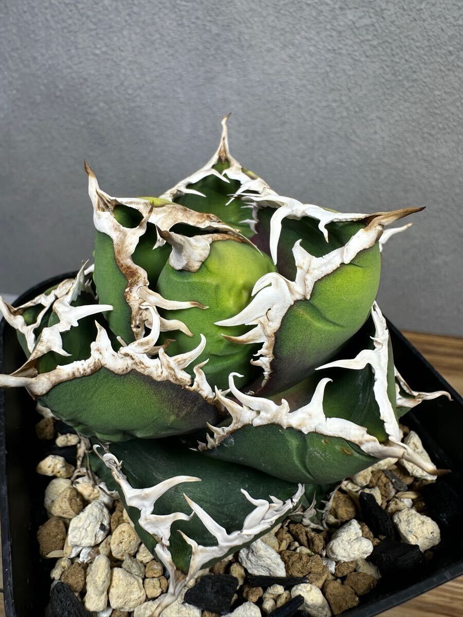 アガベ チタノタ 包心龍 子株 Agave titanota 多肉植物 観葉植物 アガベ チタノタ 包心龍 子株 Agave titanota 多肉植物 観葉植物