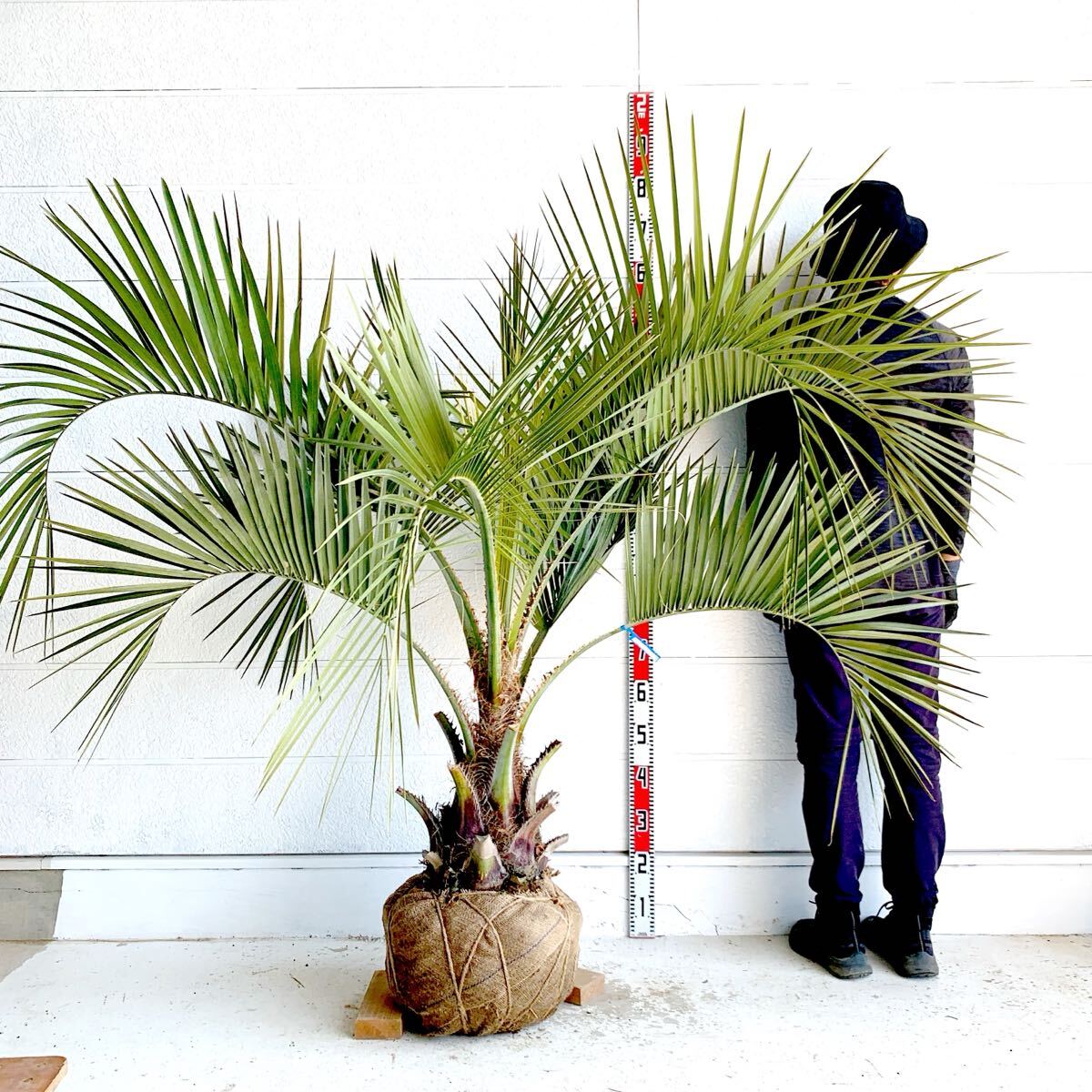 大株 ココスヤシ 約:120cm 【Butia capitata/シルバーヤシ 大株 ココスヤシ 約:120cm 【Butia capitata/シルバーヤシ