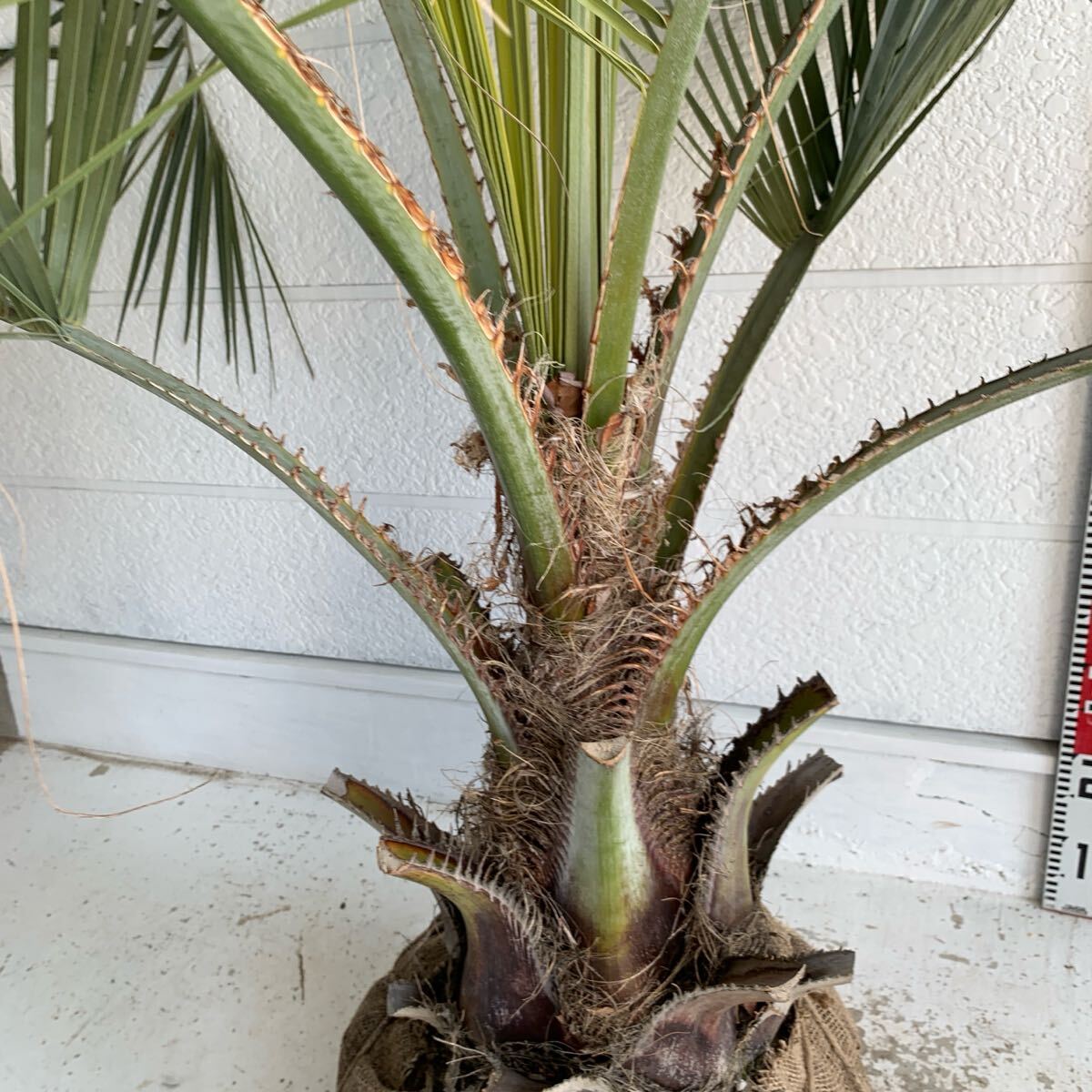 大株 ココスヤシ 約:120cm 【Butia capitata/シルバーヤシ 大株 ココスヤシ 約:120cm 【Butia capitata/シルバーヤシ