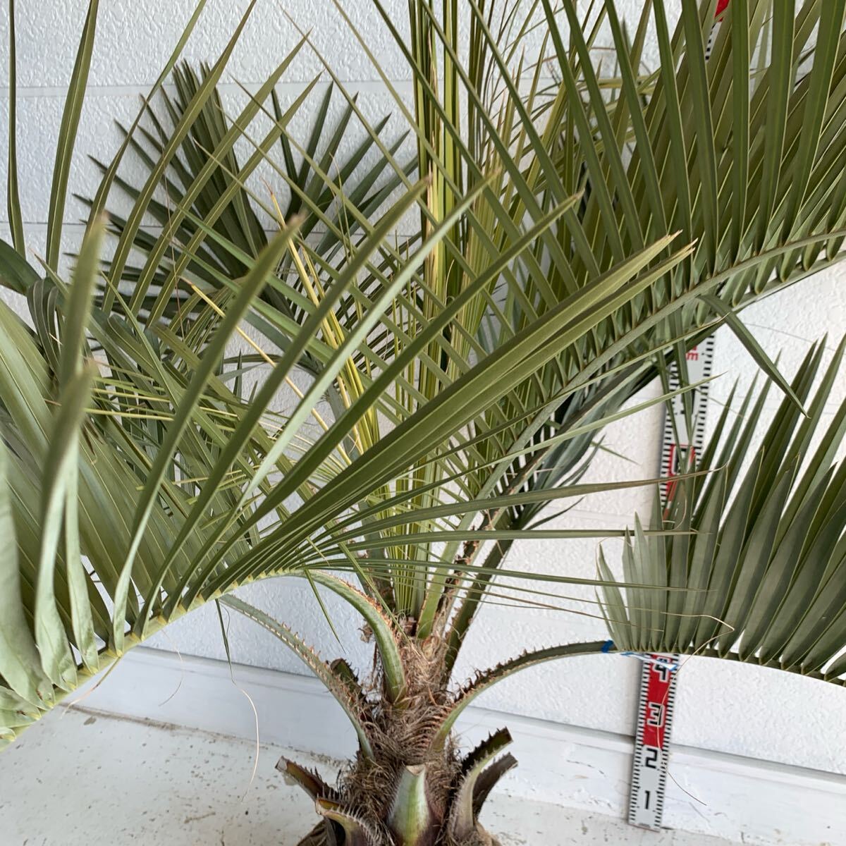 大株 ココスヤシ 約:120cm 【Butia capitata/シルバーヤシ 大株 ココスヤシ 約:120cm 【Butia capitata/シルバーヤシ