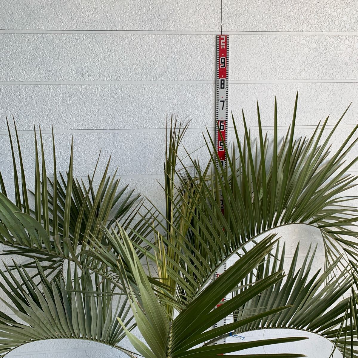 大株 ココスヤシ 約:120cm 【Butia capitata/シルバーヤシ 大株 ココスヤシ 約:120cm 【Butia capitata/シルバーヤシ