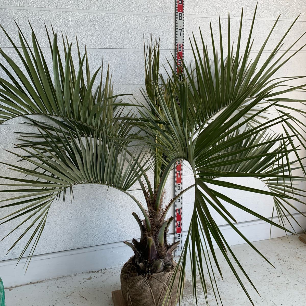 大株 ココスヤシ 約:120cm 【Butia capitata/シルバーヤシ 大株 ココスヤシ 約:120cm 【Butia capitata/シルバーヤシ