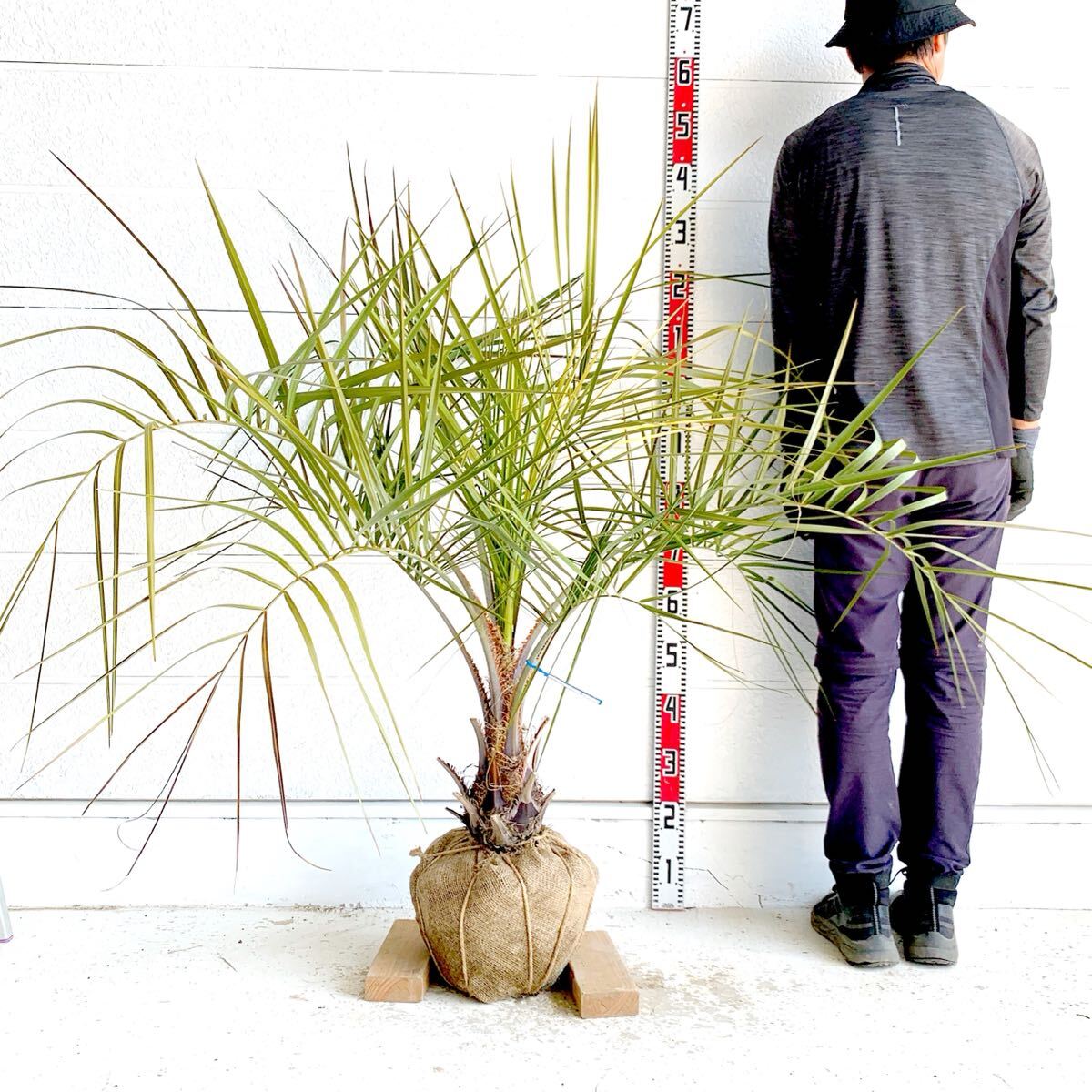 ココスヤシ 約:120cm 【Butia capitata/シルバーヤシ/シルバー ココスヤシ 約:120cm 【Butia capitata/シルバーヤシ/シルバー