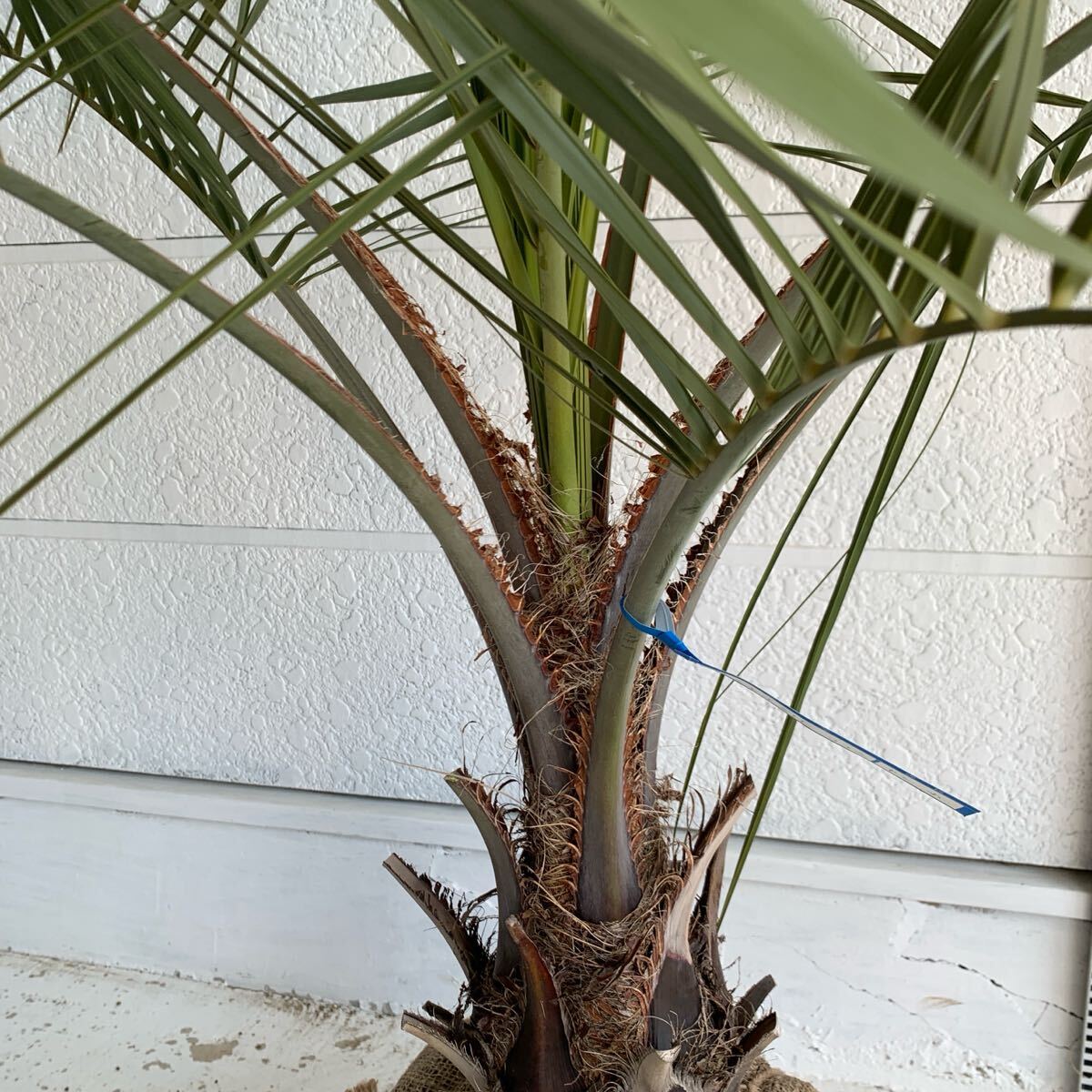ココスヤシ 約:120cm 【Butia capitata/シルバーヤシ/シルバー ココスヤシ 約:120cm 【Butia capitata/シルバーヤシ/シルバー