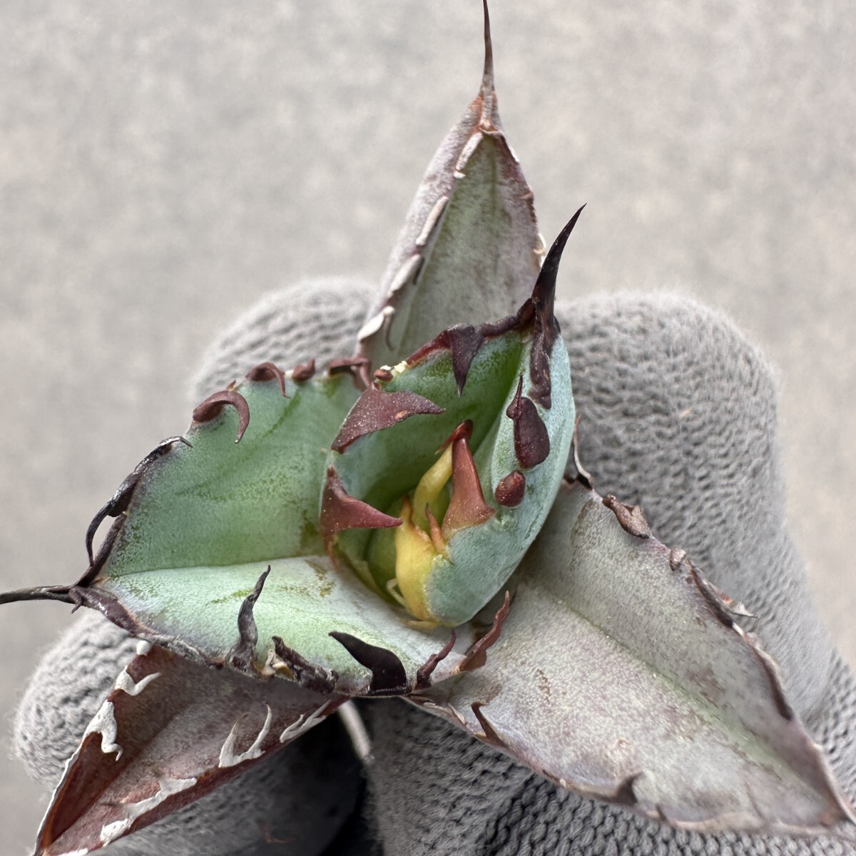 BB62 多肉植物 アガベ チタノタ “BEAST” ビースト 極上子株 BB62 多肉植物 アガベ チタノタ “BEAST” ビースト 極上子株