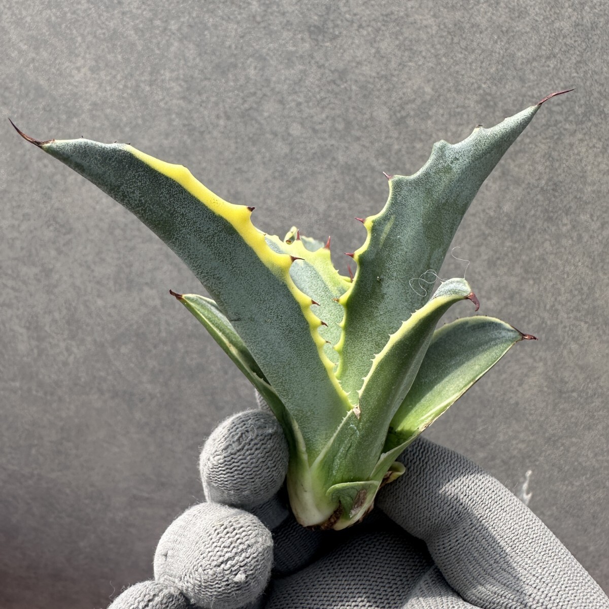 AF1 多肉植物 アガベ チタノタ サルミアナ リップルエフェクト AF1 多肉植物 アガベ チタノタ サルミアナ リップルエフェクト