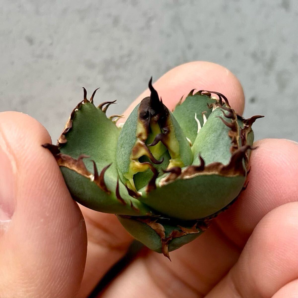 アガベ オアハカ オテロイ 現地株 子株 むっちり短葉 検 アガベ オアハカ オテロイ 現地株 子株 むっちり短葉 検