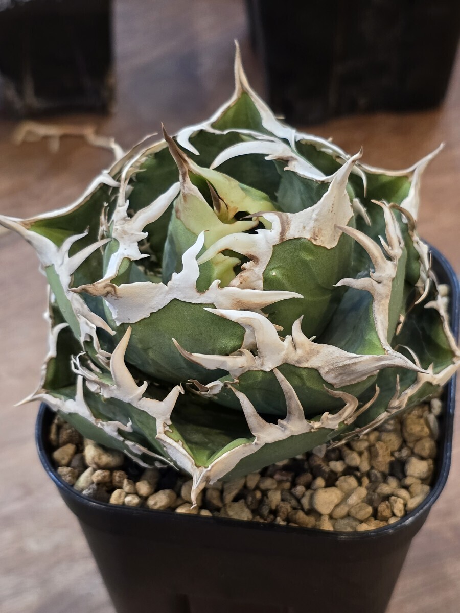 アガベ チタノタ COK CG01 追星 OC子株 コック(検索 Agave アガベ チタノタ COK CG01 追星 OC子株 コック(検索 Agave