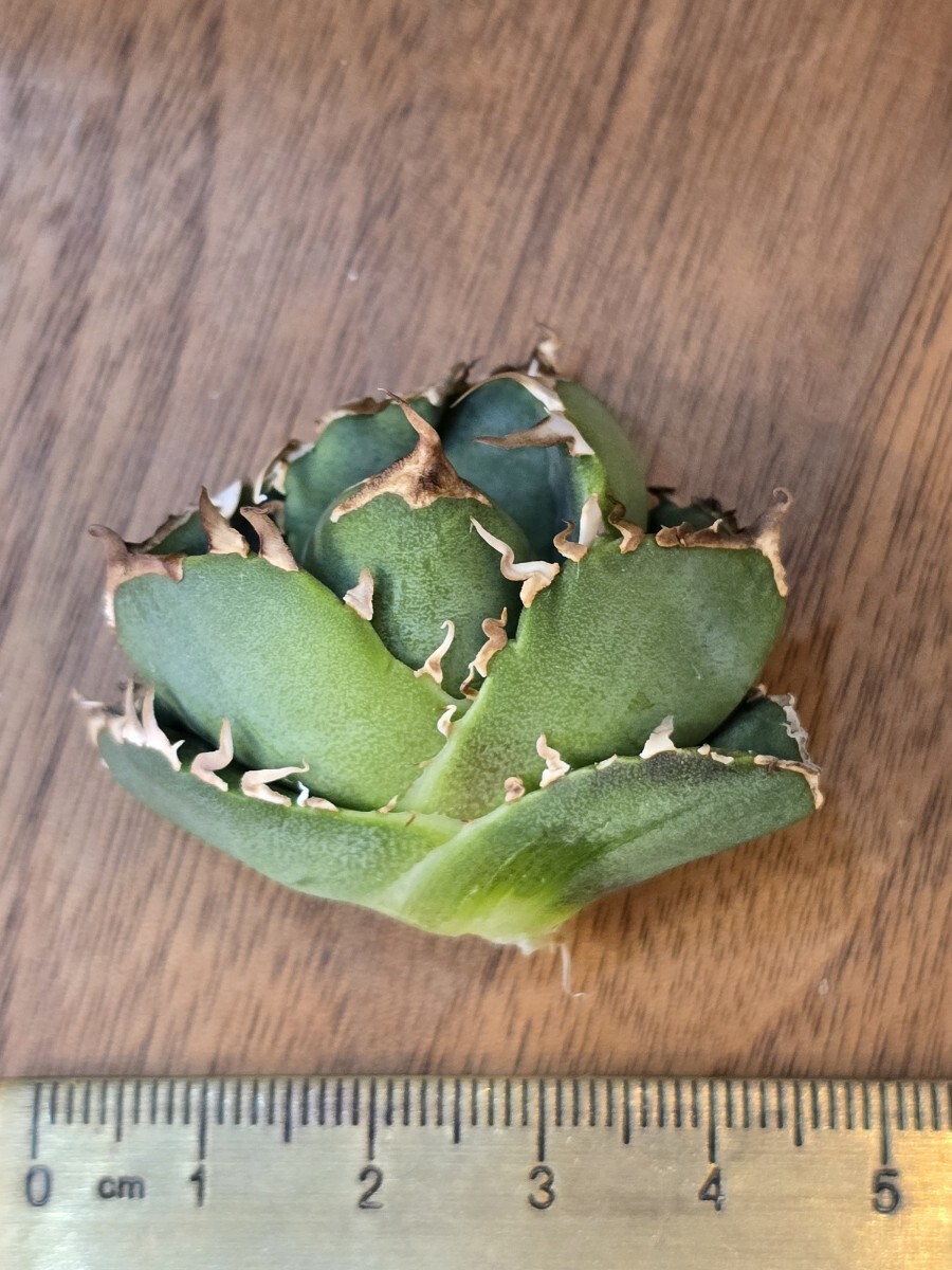 アガベ チタノタ COK CG01 追星 OC子株 コック(検索 Agave アガベ チタノタ COK CG01 追星 OC子株 コック(検索 Agave
